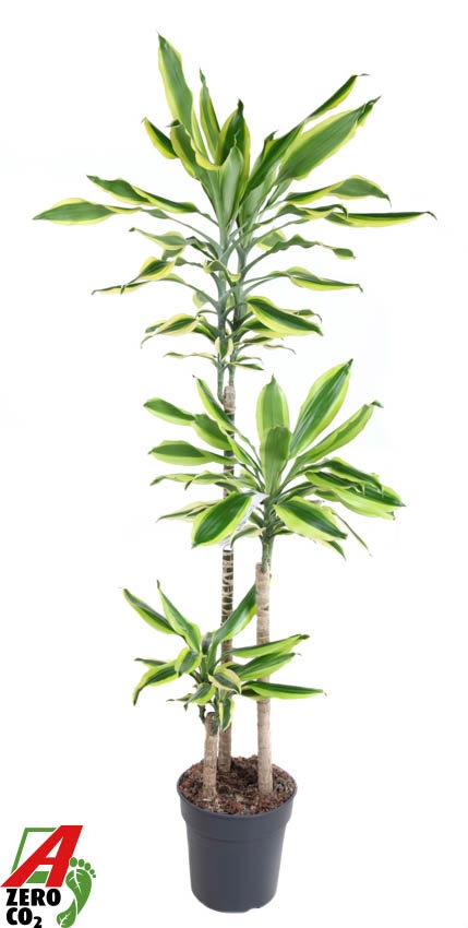 Dracaena Lemon Dream 90-60-30, D 24