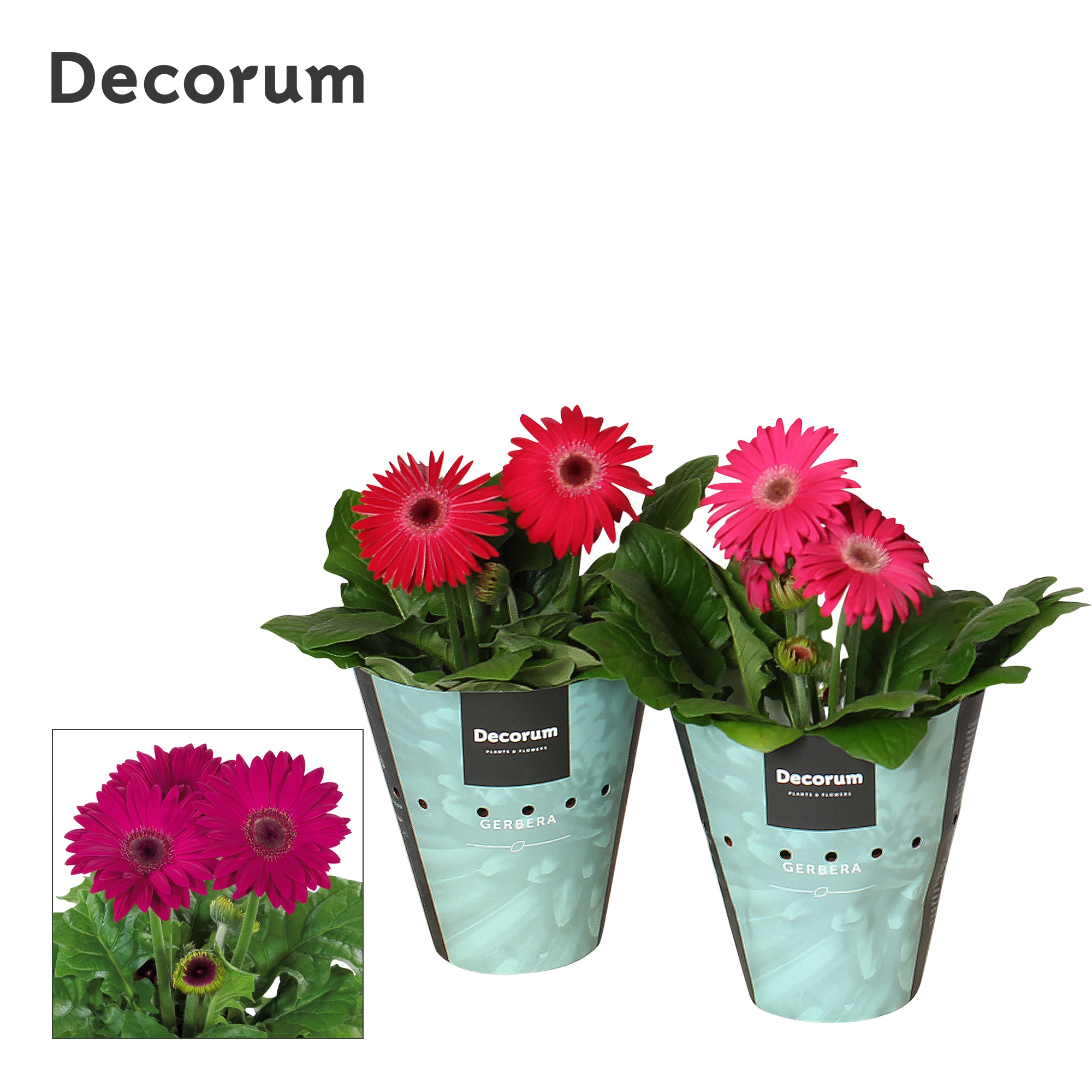 Gerbera 2+ bl. 12cm paars (div. kleurtinten) in potcover Decorum, D 12