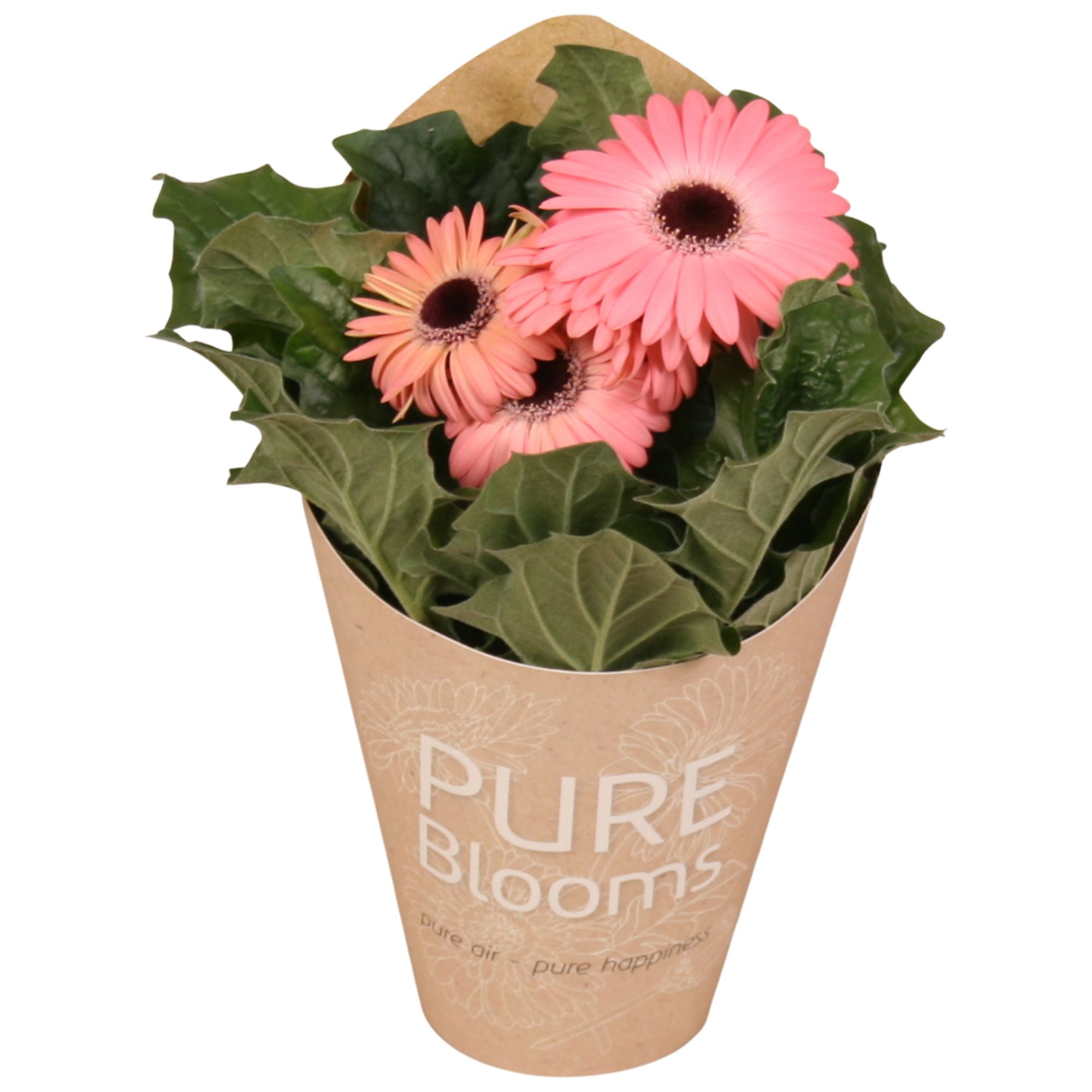Gerbera rose 2+ bl12 cm in Pure Blooms draagtas eco, D 12 cm