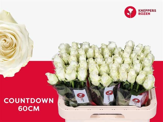 Роза од. Каунтдаун! 60, шт.