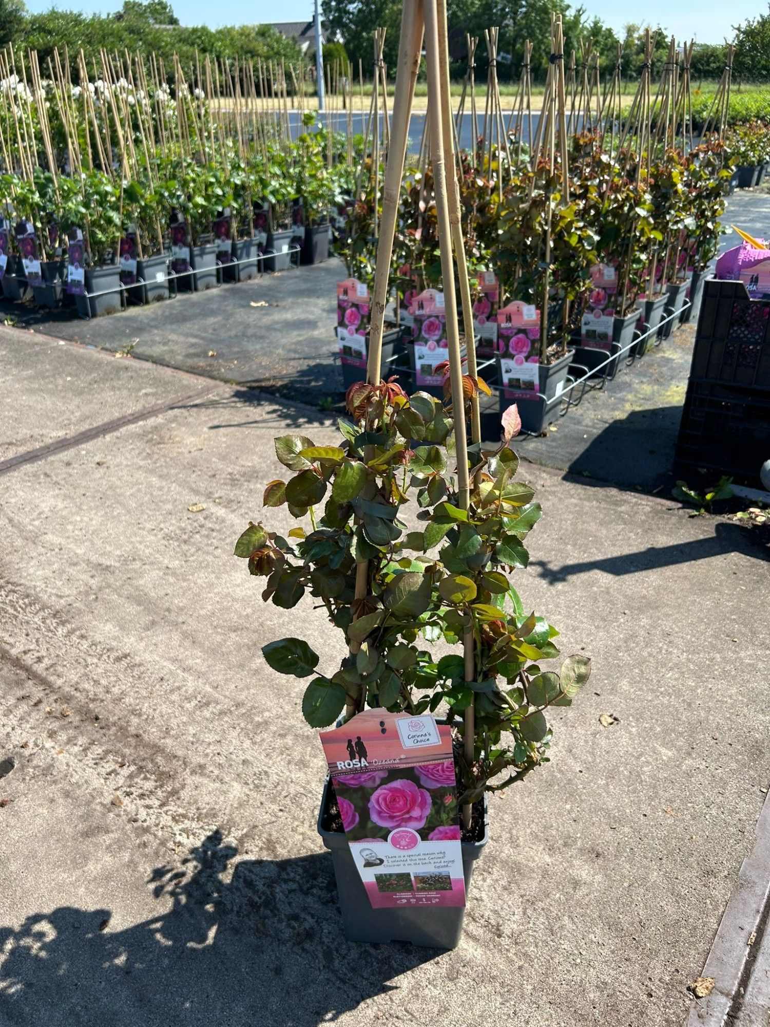 Rosa 'Ozeana' - Klim - VP5 - Exclusive Collection, D 23