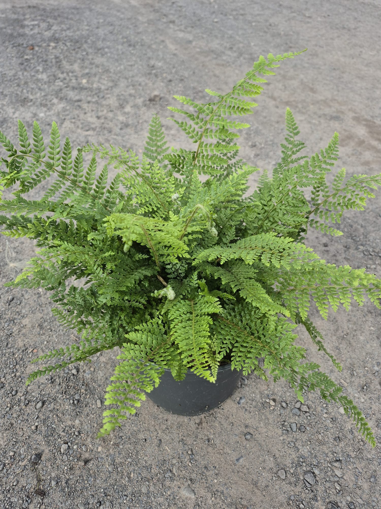 Polystichum ser. 'Herrenhausen', D 23