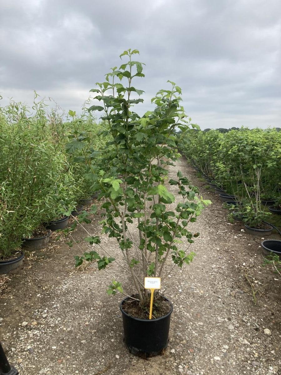 Viburnum opulus 'Roseum', D 40