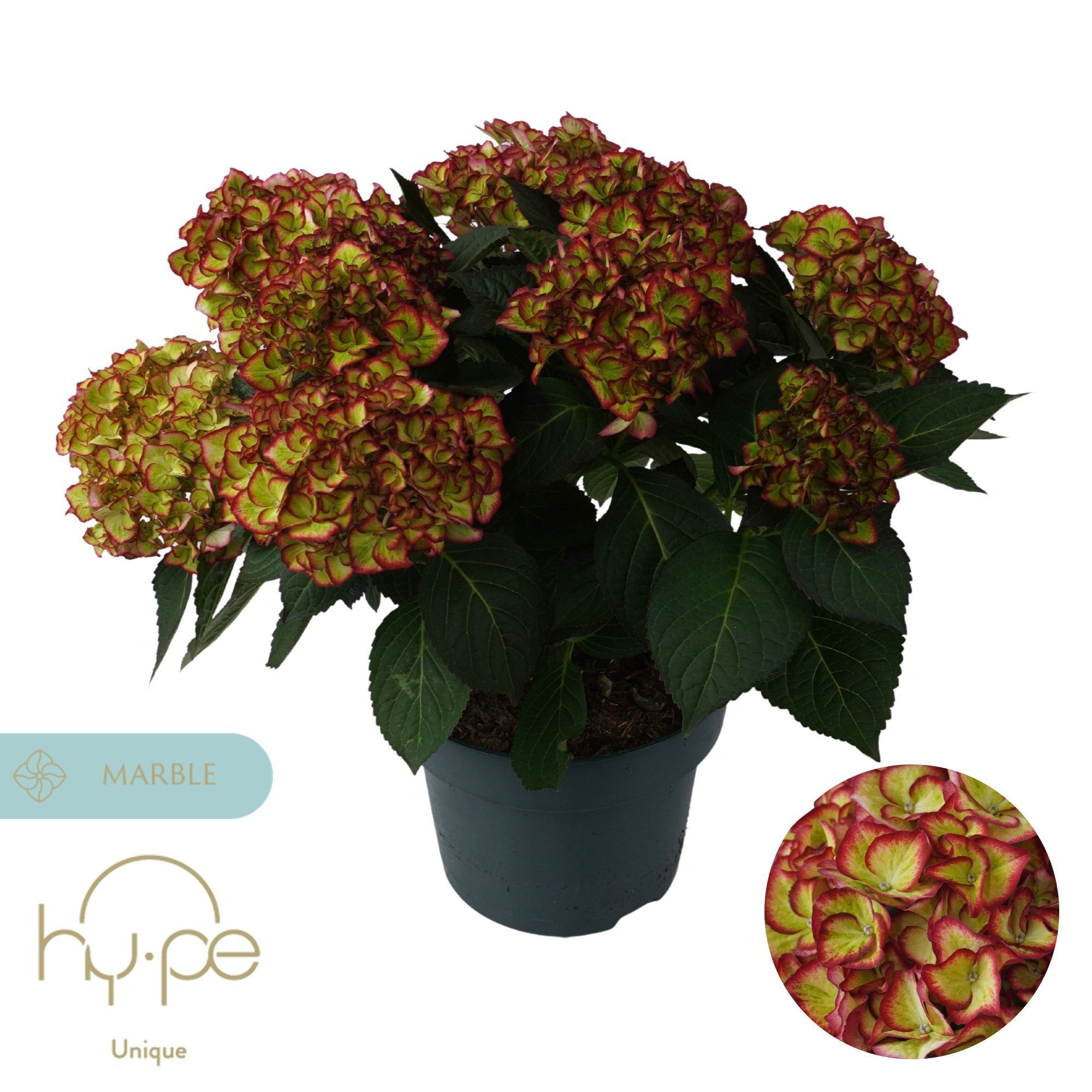 Hydrangea Hi Moon Red 10+ | Hy-pe Unique, D 23