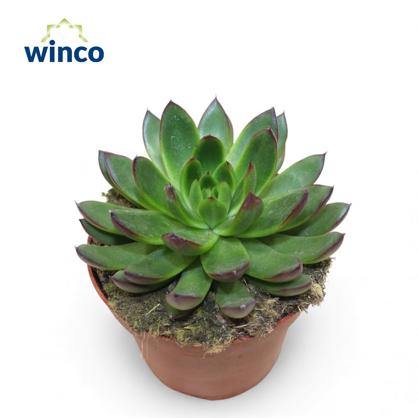Echeveria Agavoides Belga, D 10,5