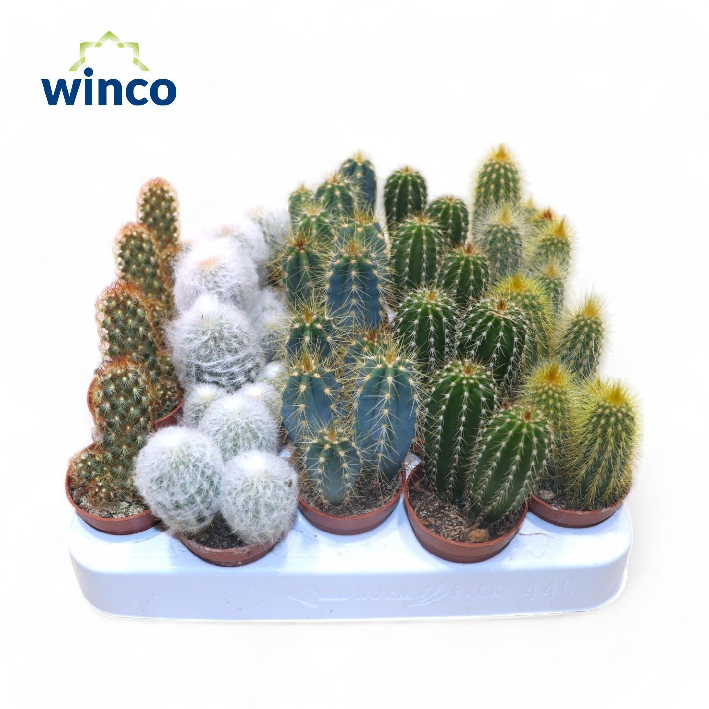 Cactus Column Mix (5spc.), D 5,5