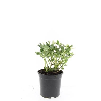 Pachysandra term. 'Variegata', D 14 cm