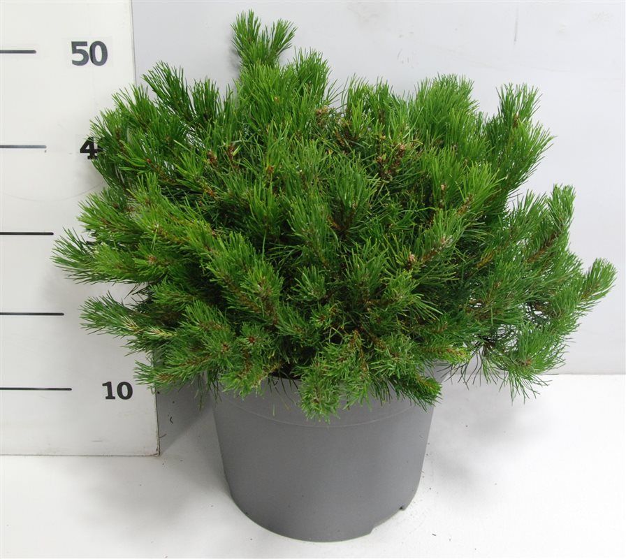 Pinus mugo mugo, D 32