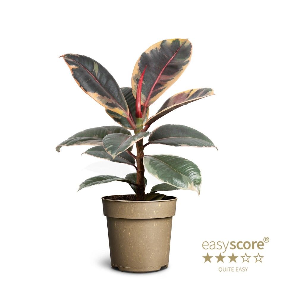Ficus elastica ´Belize´, D 11 cm Ficus elastica ´Belize´, D 11 cm