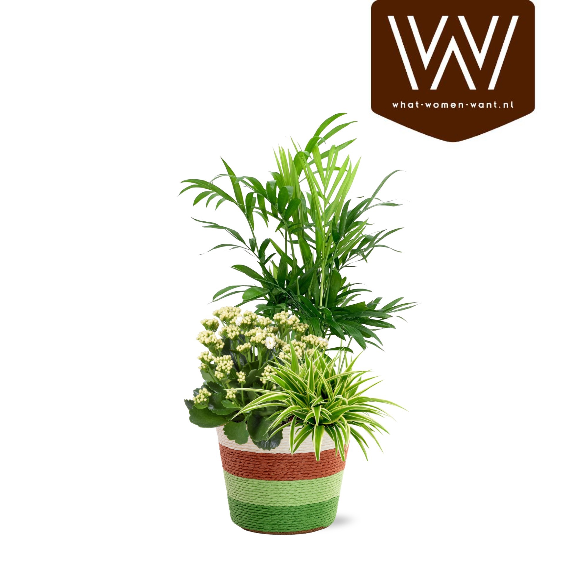 Collectie 'Natural Bubble' Arrangement in mand Rosalie, D 22