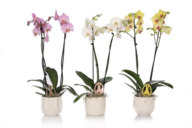 Dolomite p12 White mix Phal mix 2T14+, D 12 cm