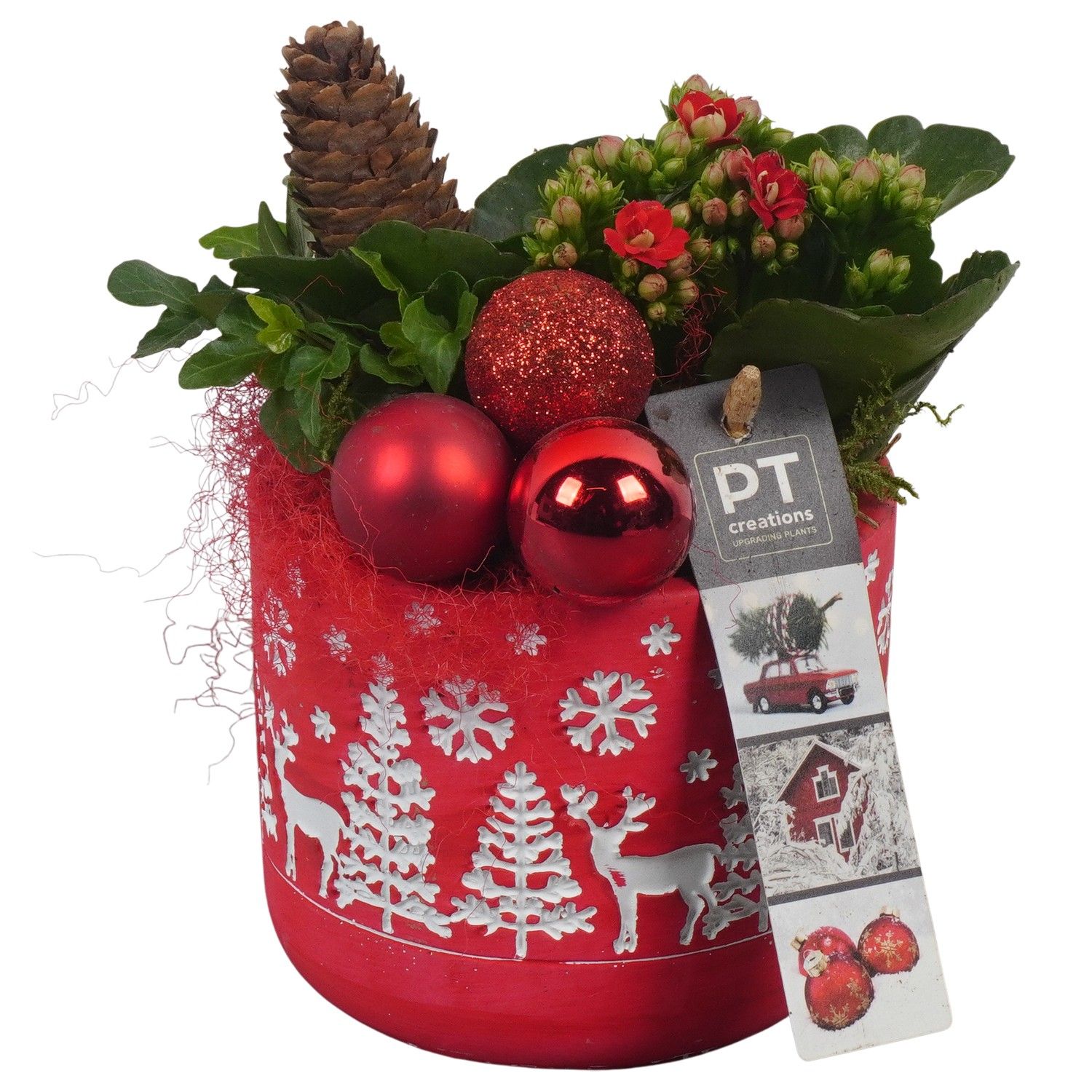 PTCHR7299 Arrangement Christmas Red in beton pot, D 11 cm