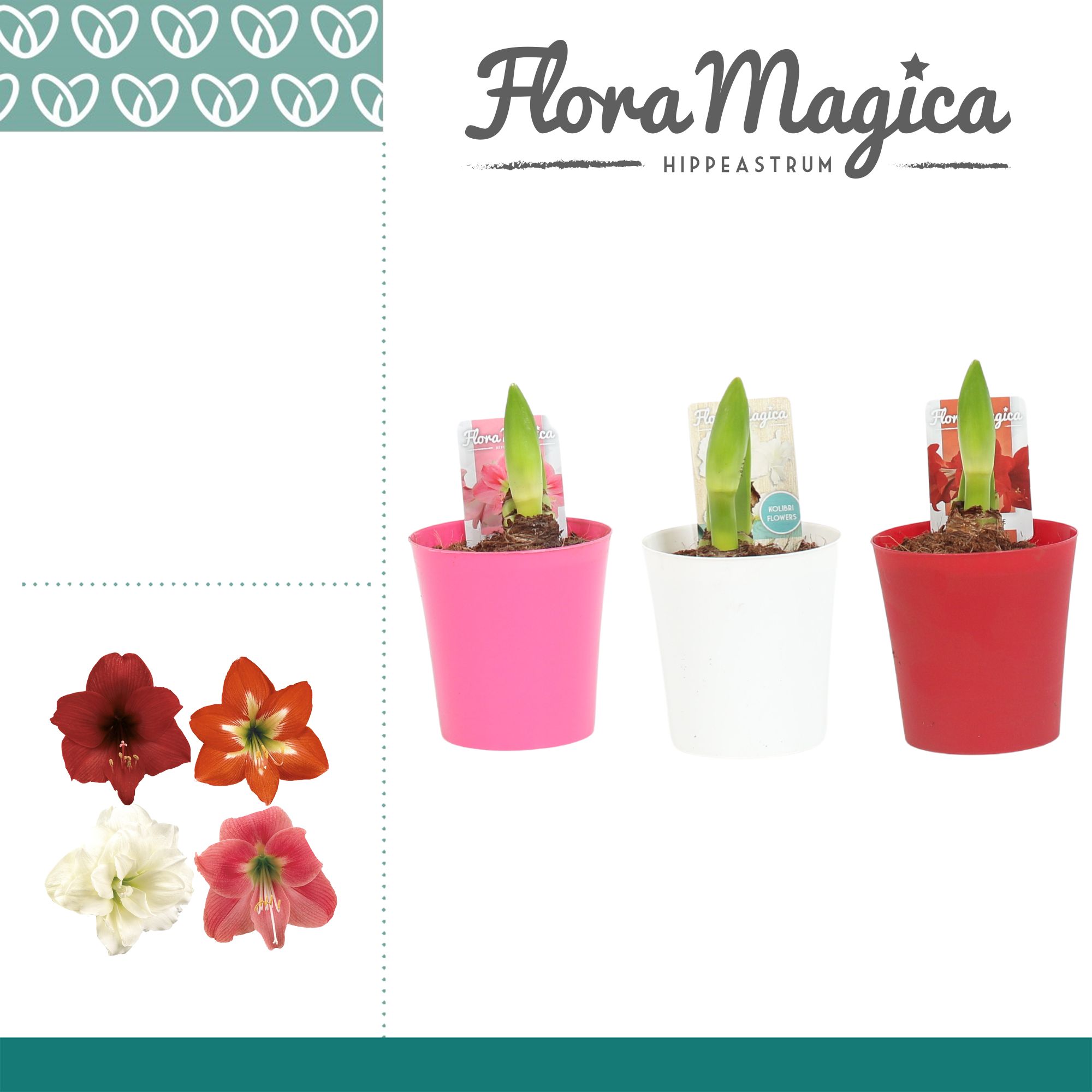 Amaryllis Kolibri Mix 1 Knop in Linge ompot, D 9