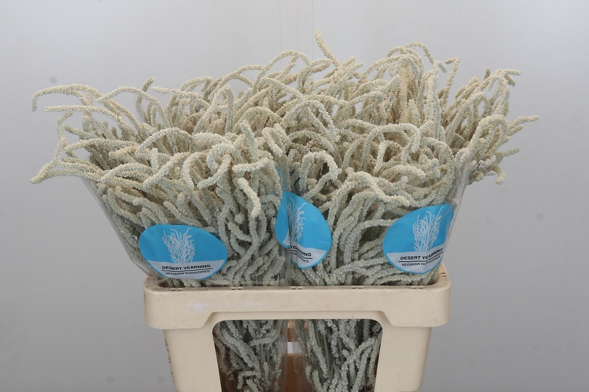 Амарантус Ярминг Десерт 60, шт.