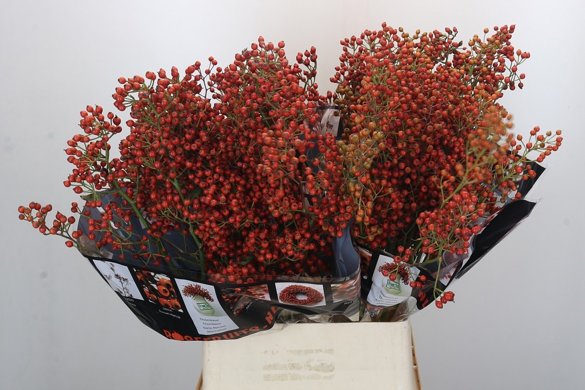 Рузботель Отем Роузфрутс 100, шт.