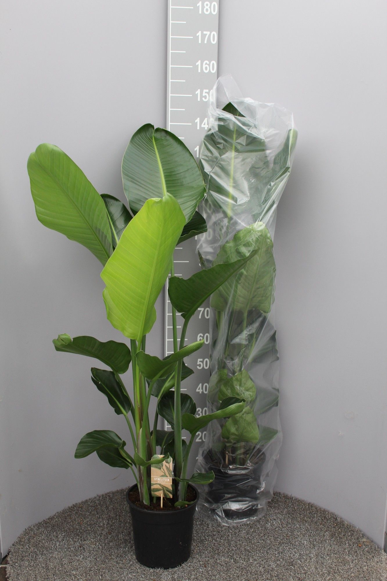 Strelitzia Nicolai 3pp, D 24