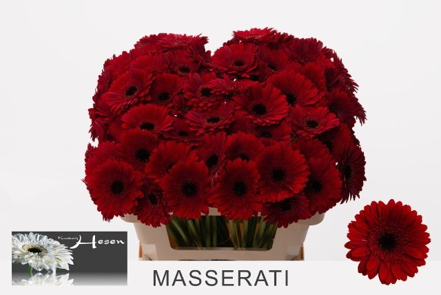 Гермини Маззерати, шт.