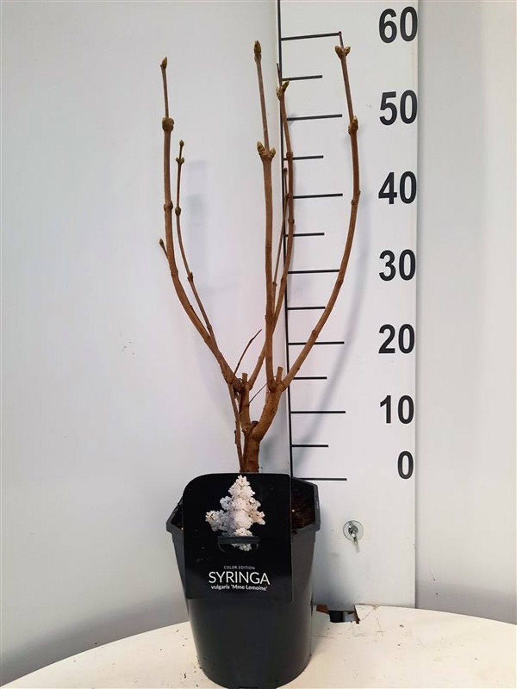 Syringa vulgaris Mme. Lemoine, D 21