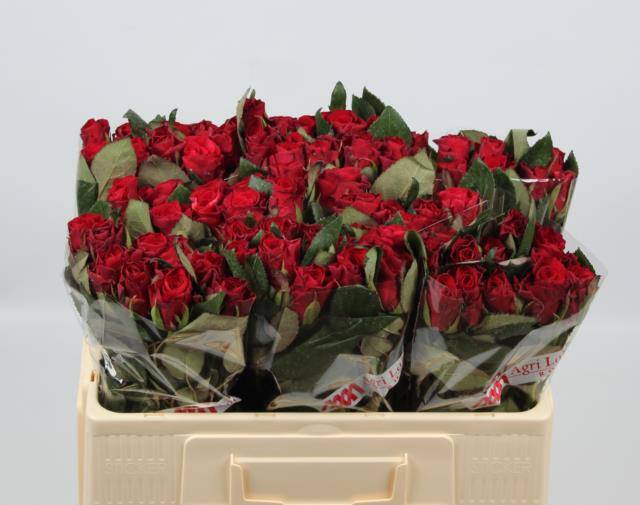 Роза од. Рэд Такази+ 50, шт.