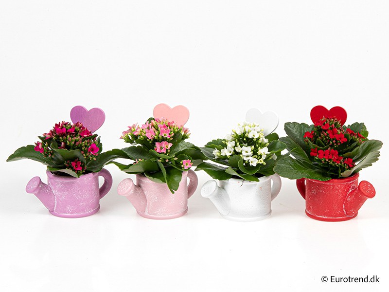VALENTIJN CERAMIC 2026 KALANCHOE E 3804, D 6