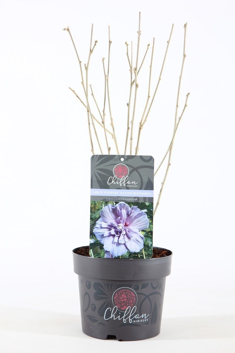 Hibiscus syr. 'Blue Chiffon'® P19/C3, D 19