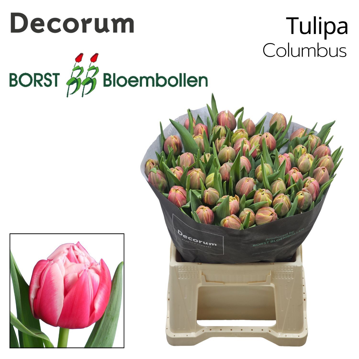 Тюльпан дв. Коламбус, шт.