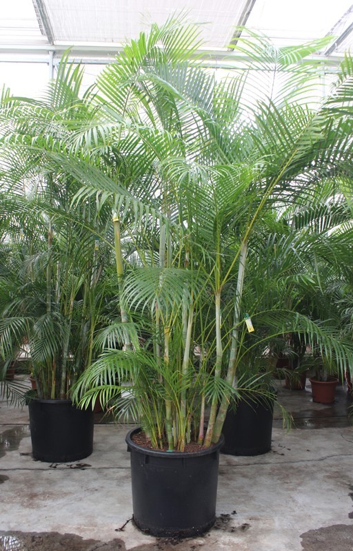 Dypsis lutescens, D 70 cm Dypsis lutescens, D 70 cm