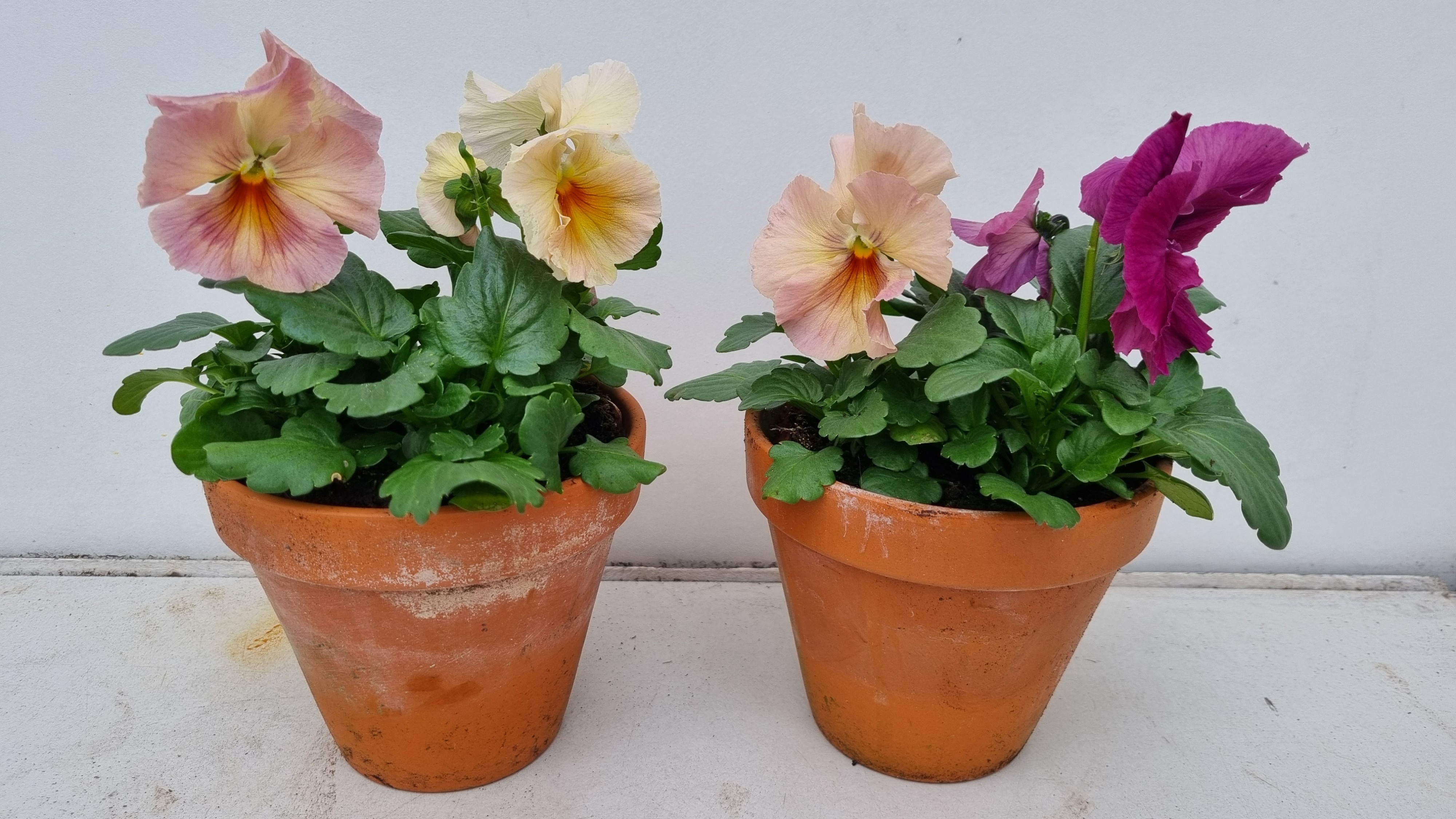 Viola wittr. Peach Shades p13, D 13