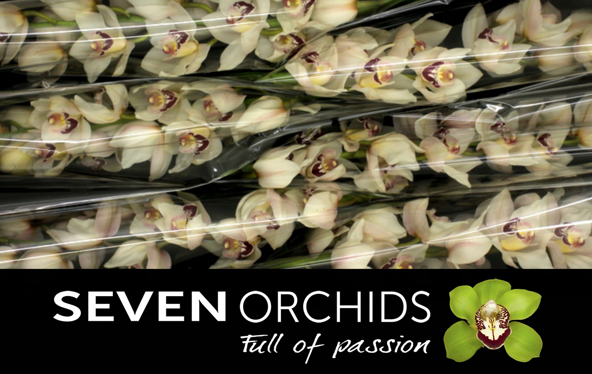 Цимбидиум ХМС Монро x6 80, шт.