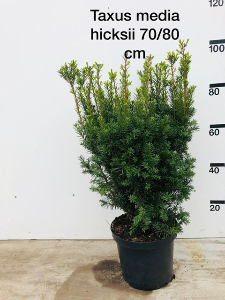 Taxus media 'Hicksii', D 29 cm