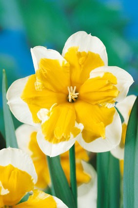 NARCISSUS INCOMPARABILIS 'Orangery', D 11