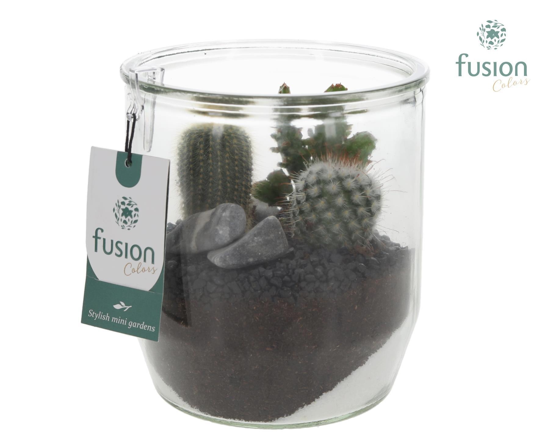 Glazen pot Dirk met Cactusen, D 15