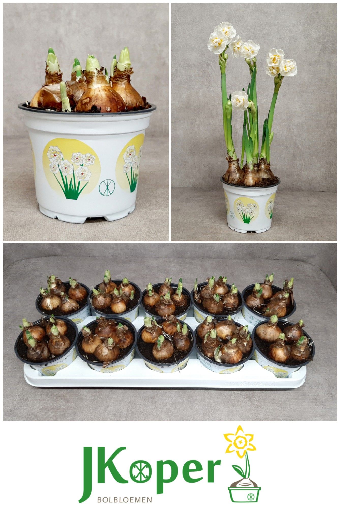 Narcis Bridal Crown 12 cm, D 12