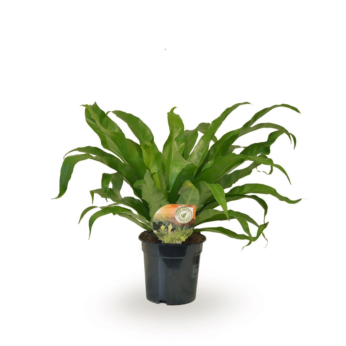 Asplenium antiquum, D 17