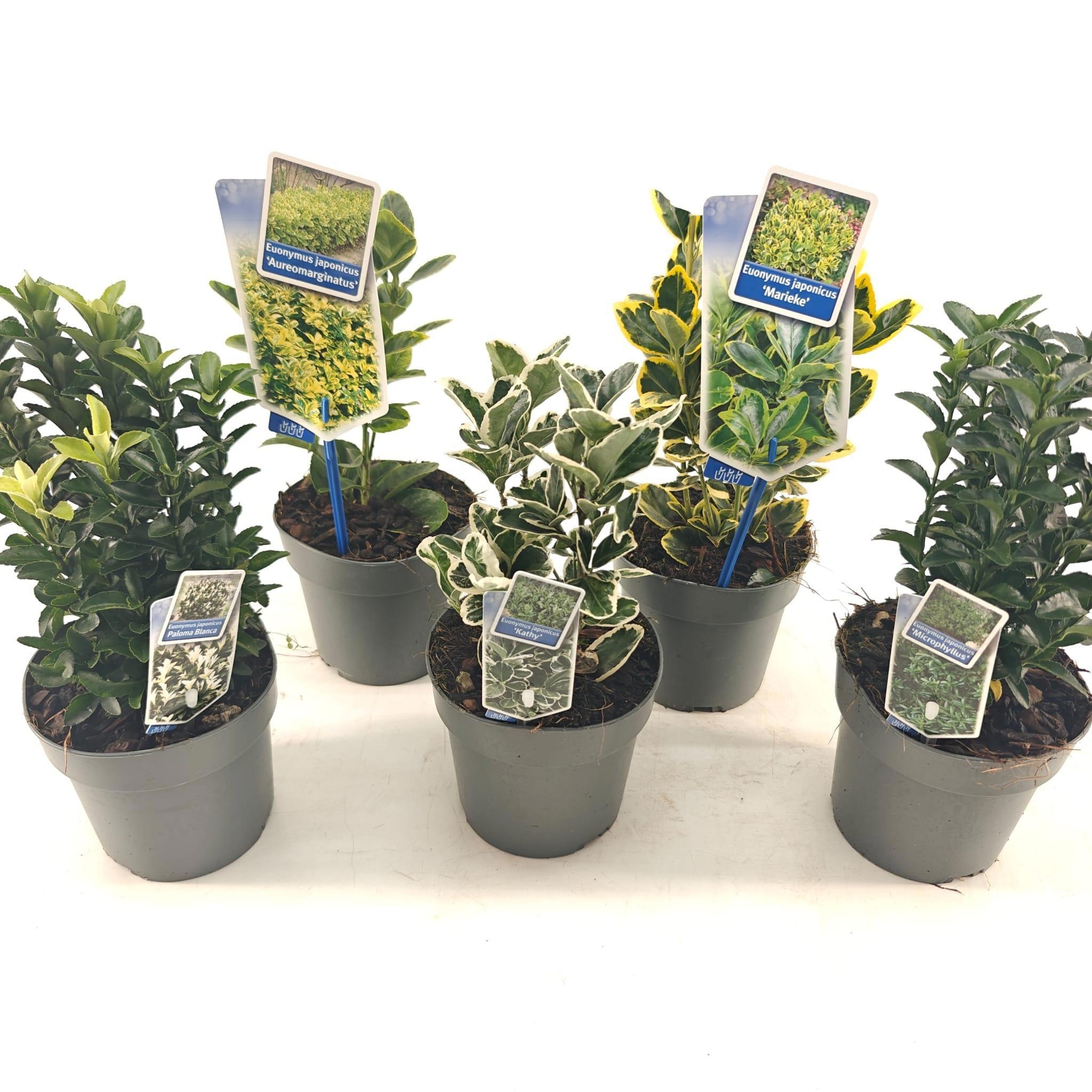 Euonymus mix P13 (minimum order one layer), D 13