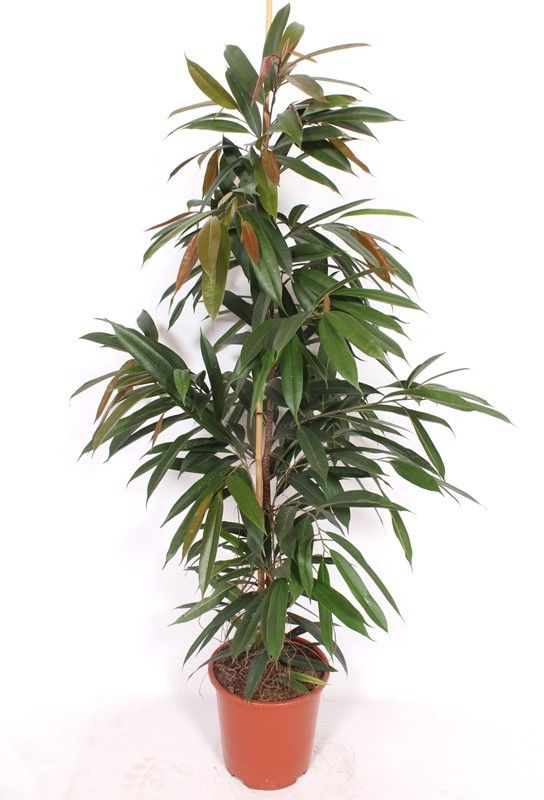 Ficus Amstel King, D 27