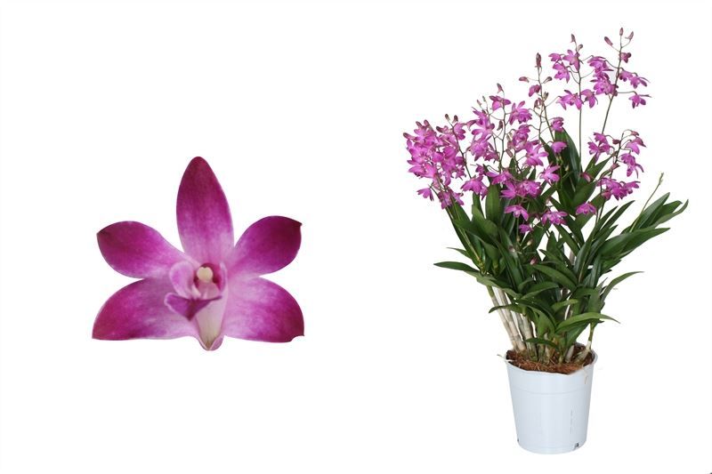 Dendrobium p12 Berry Oda 12T75+, D 12
