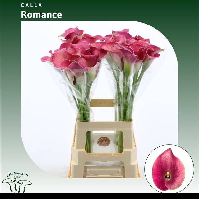 Калла Кэптен Романс 70, шт.