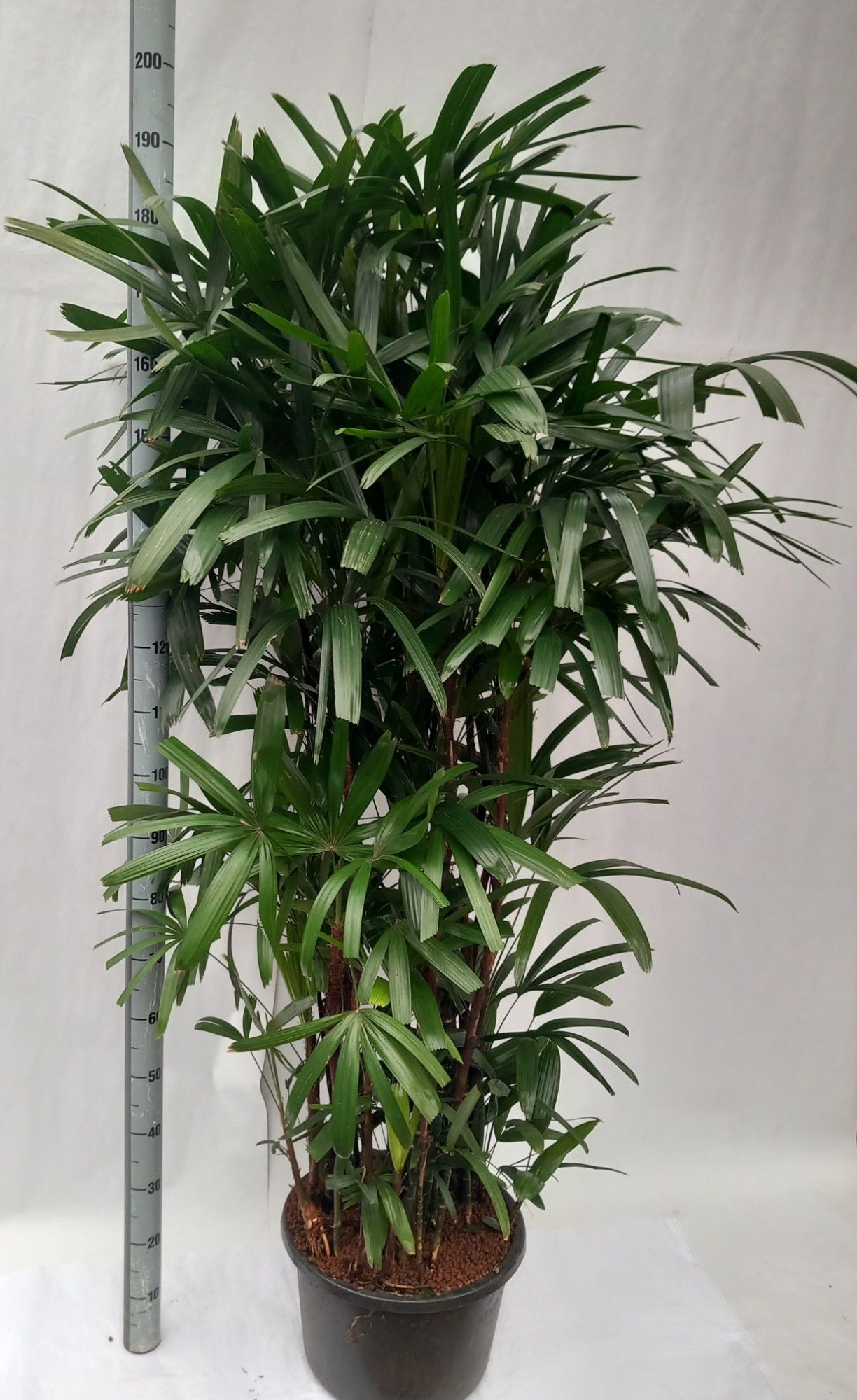Rhapis excelsa hy, D 32