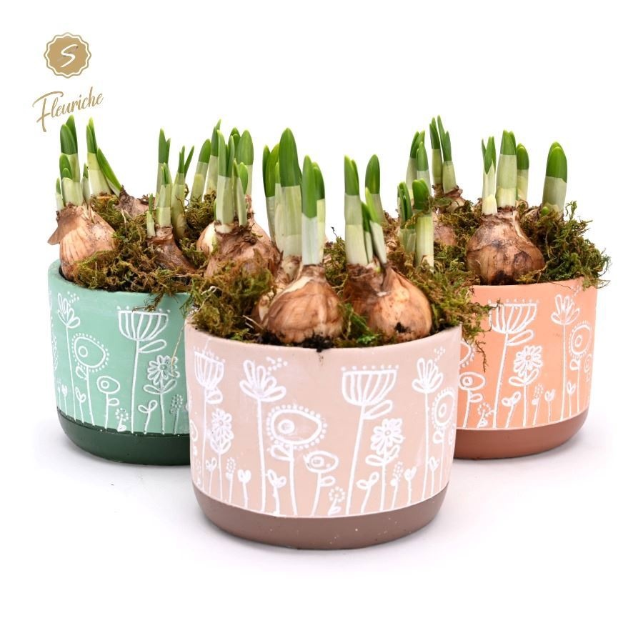 (3403) Narcissus FlowerTime [XL] 3PP Mos, D 15 cm