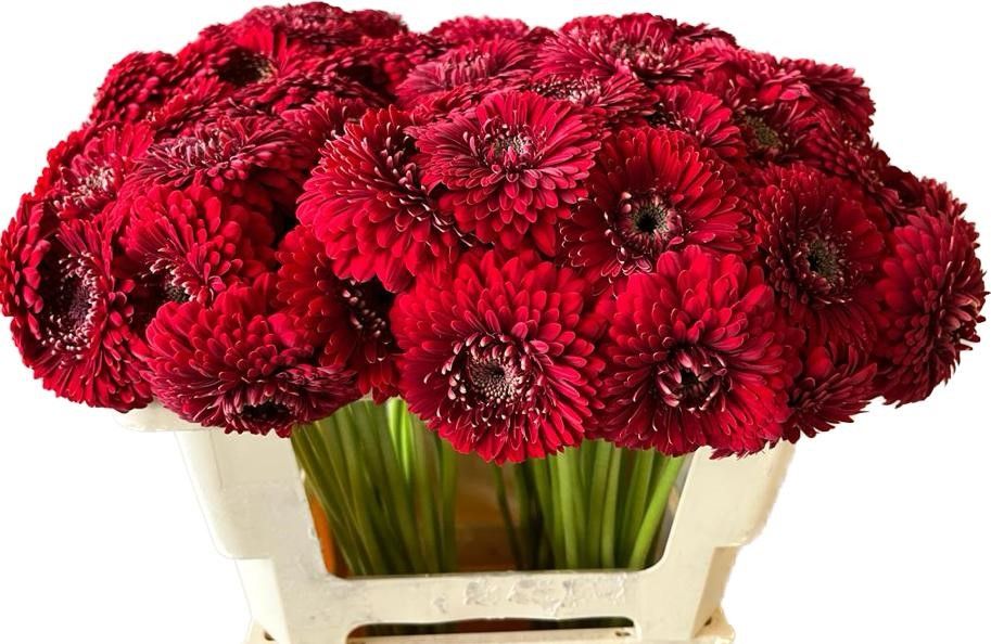 Гермини Помпон Флойд, шт.