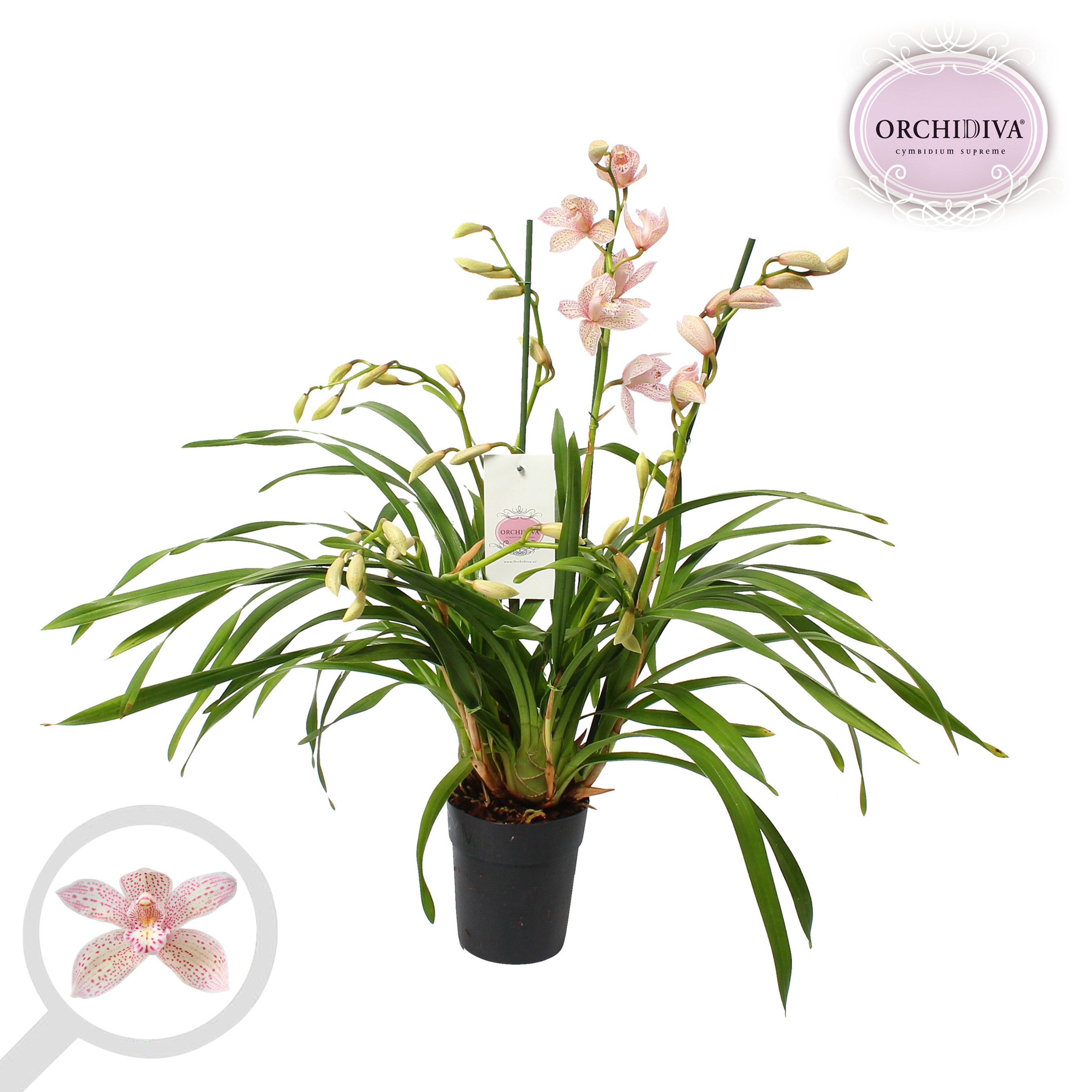 Cymbidium Paulista 3-4 tak, D 14