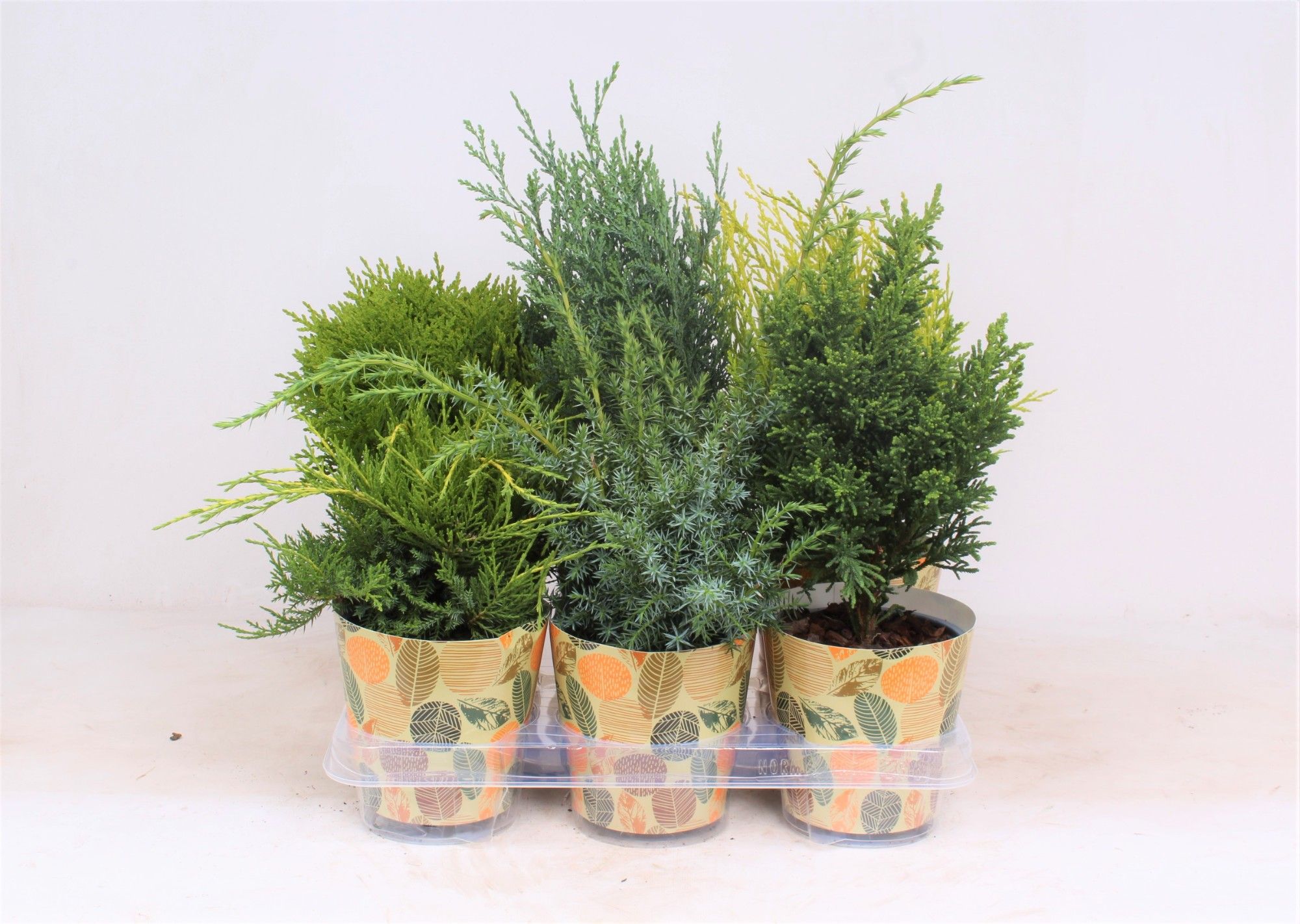 Conifers P-13 in smartcup AUTUMN, D 13