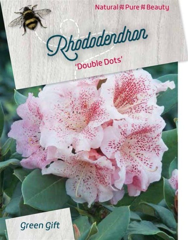 Rhododendron 'Double Dots', D 38