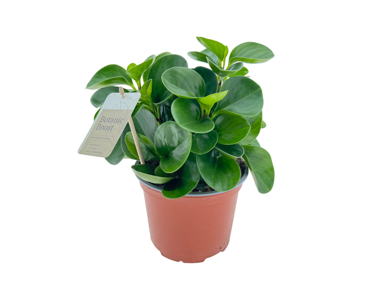 BB Peperomia obtusifolia Green P17, D 17