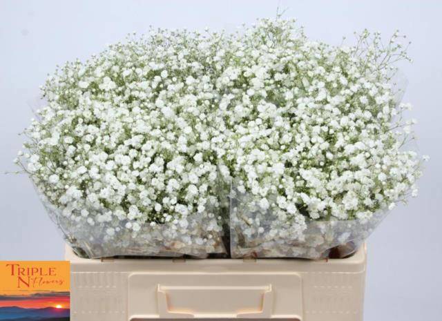 Гипсофила Экселенс 50, шт.