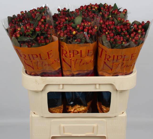 Гипперикум Мэджикал Лайтнин 70, шт.