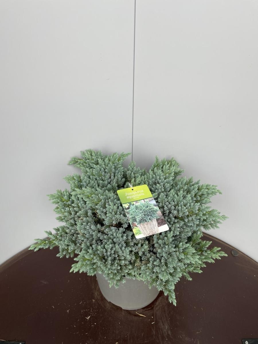 Juniperus squamata 'Blue Star', D 30
