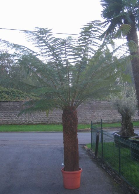 Dicksonia antarctica, D 50