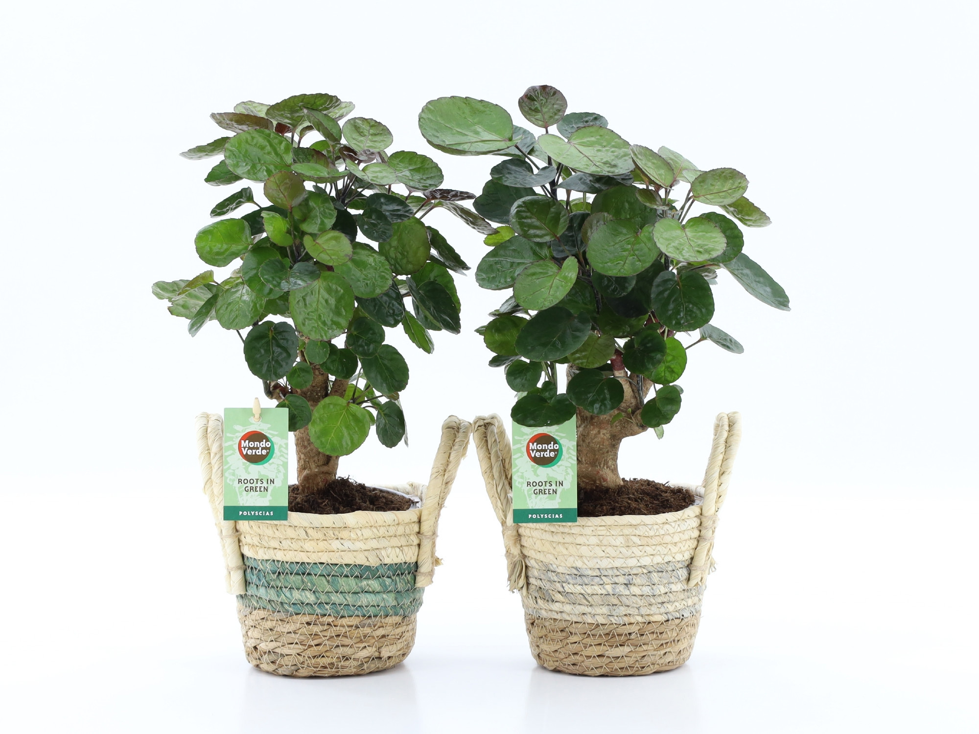 Polyscias Fabian in Noah Stripe, D 14